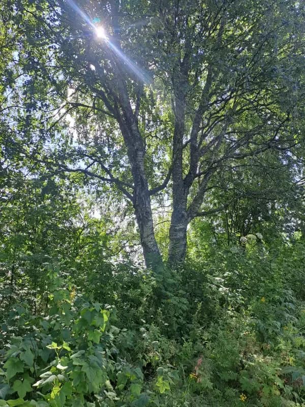 Jyrhämänranta