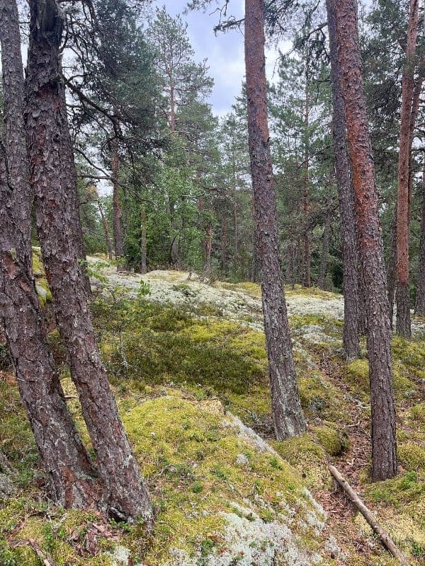 Jungfruviken