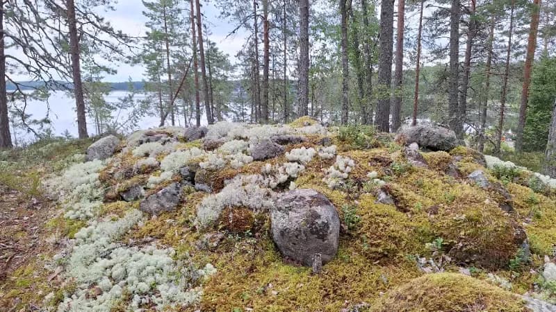 Nuijanniemi