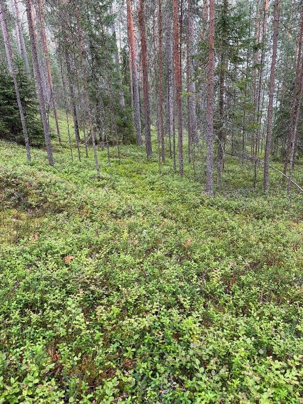 Mannila Lemmenpolku 1