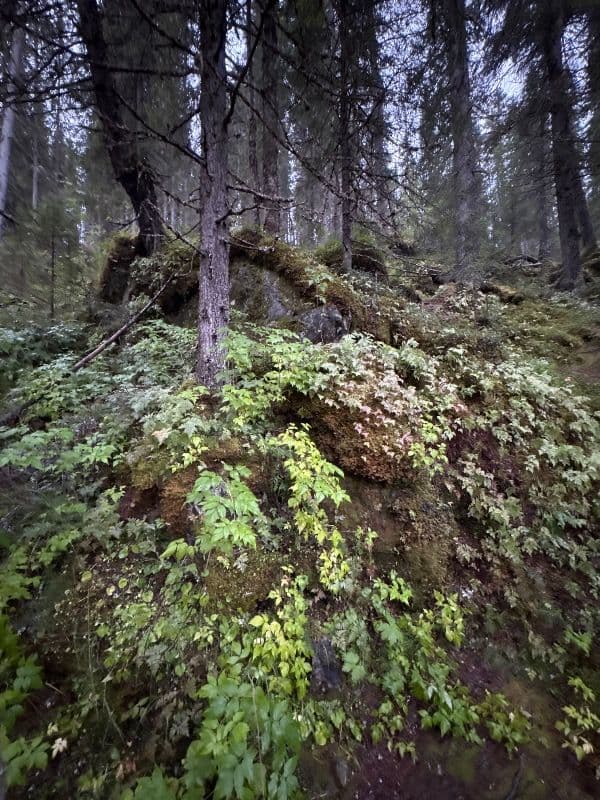 Hepoköngäs