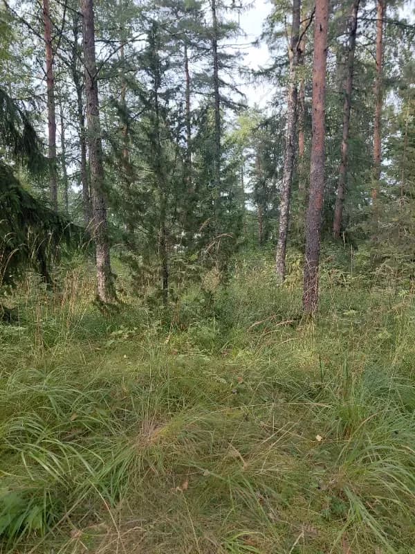 @AnskuA