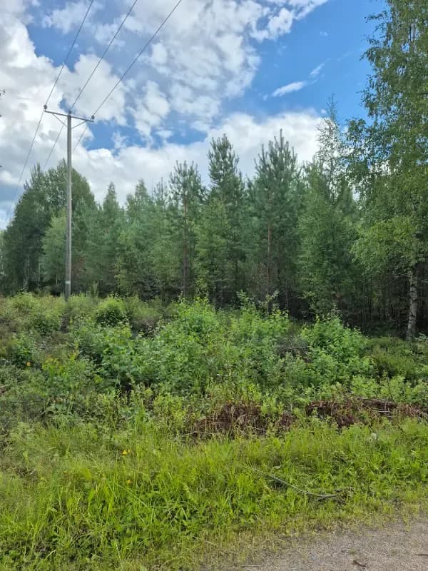 Hautakangas 2