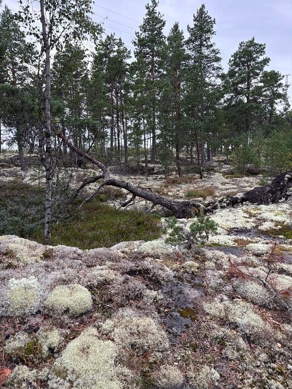 Tahkoniemi