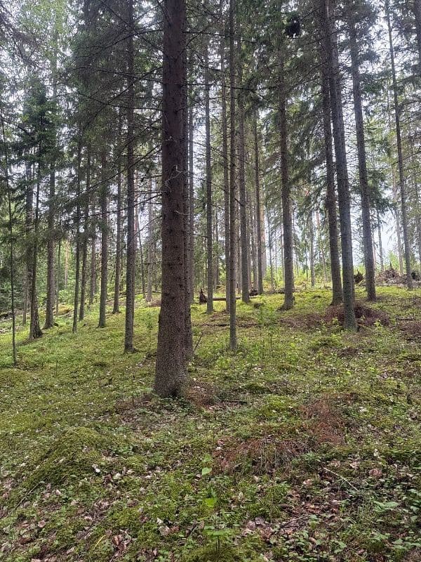 Hekkaperä 1
