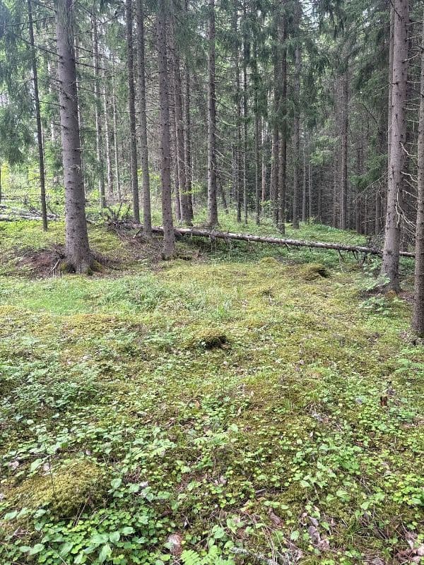 Hekkaperä 2