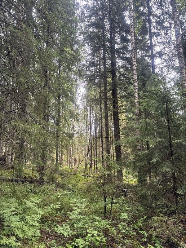 @pululintu