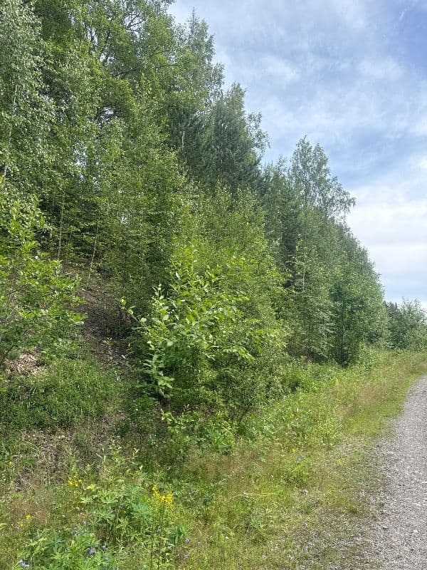 @pululintu