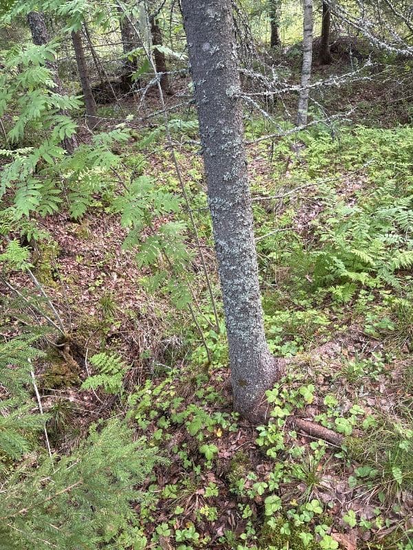 Hautamäki