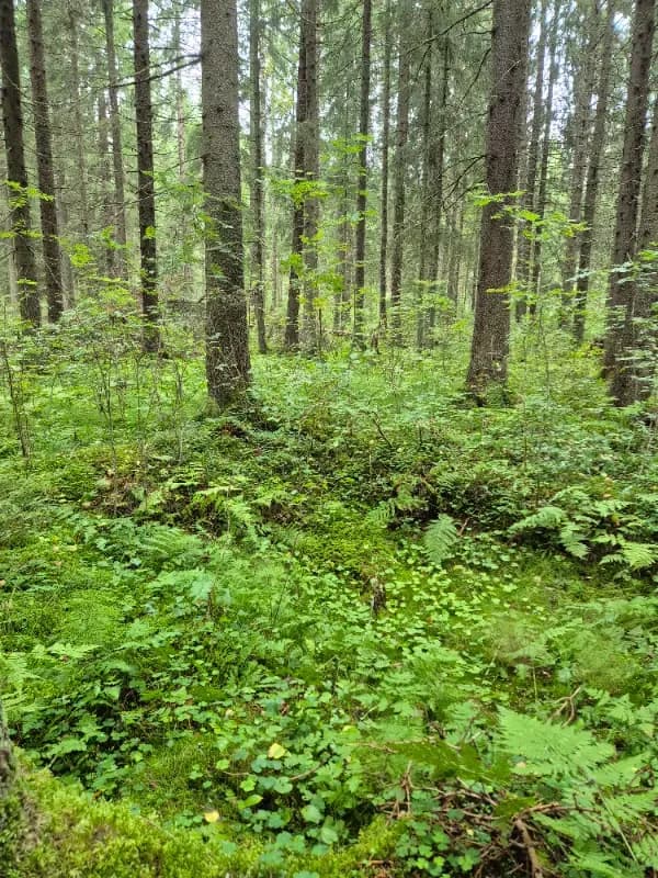 Kulopalontie