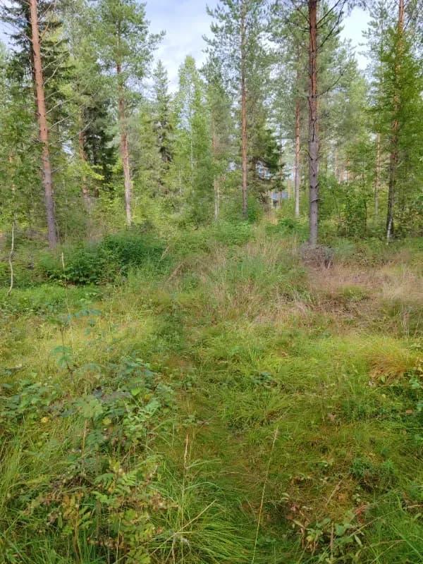 Illinsaari