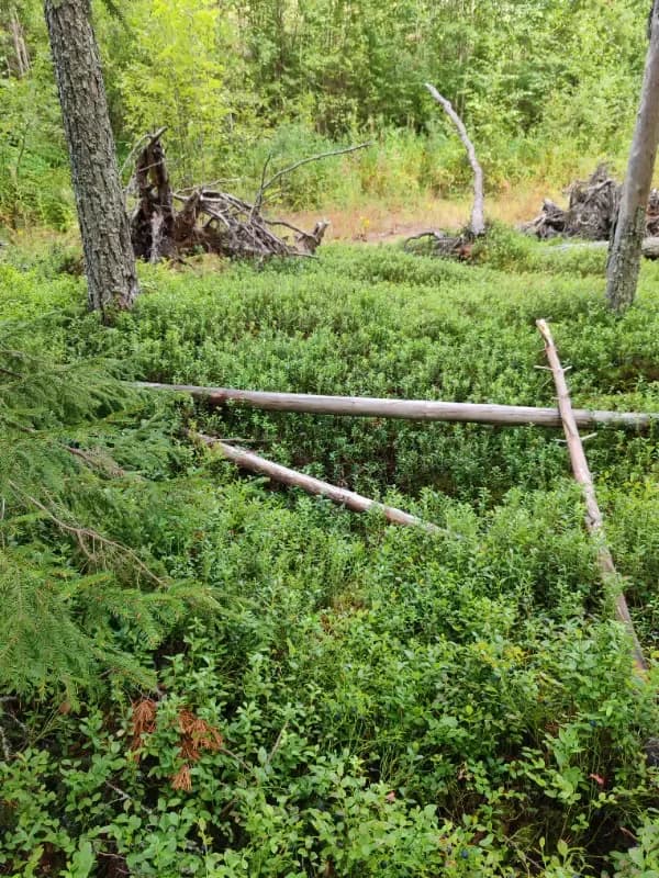 Stenberginkangas länsi
