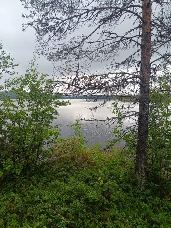 Yllästieva