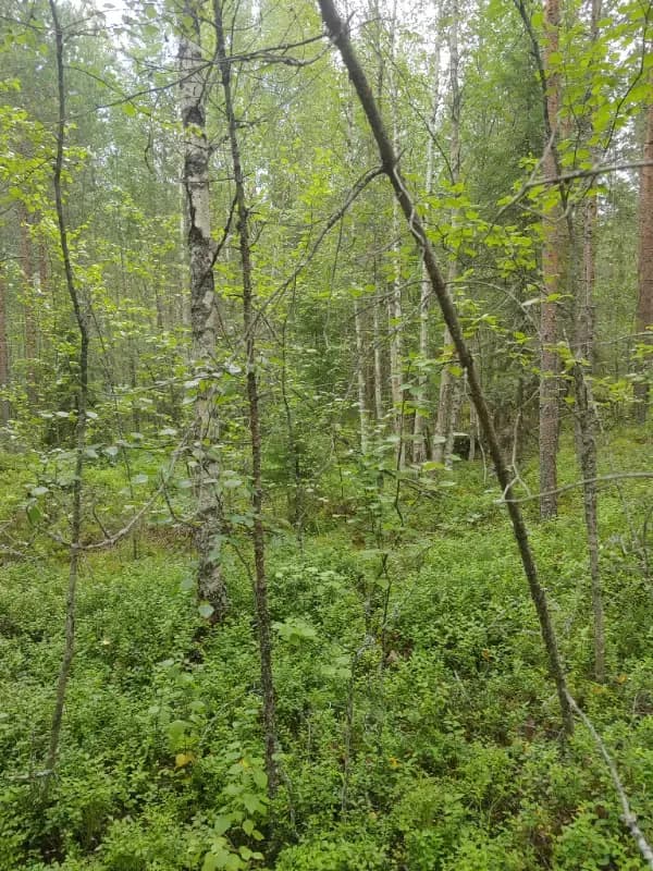 @Aleksi_KR