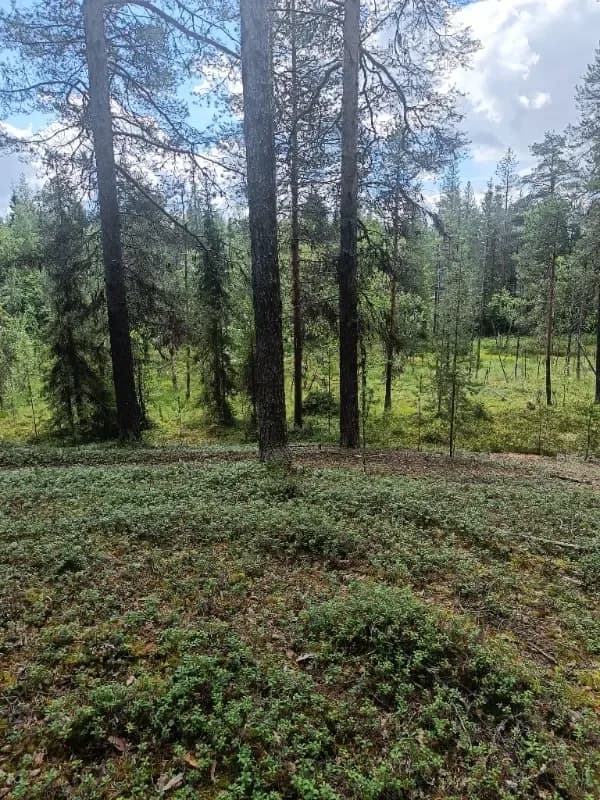 Ulkusijankangas S