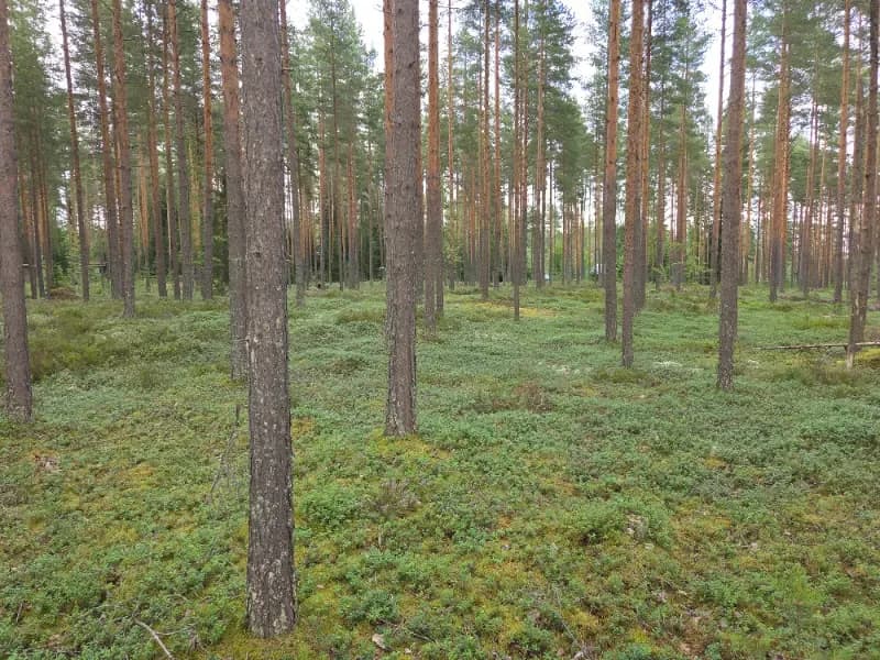 Syvälahti