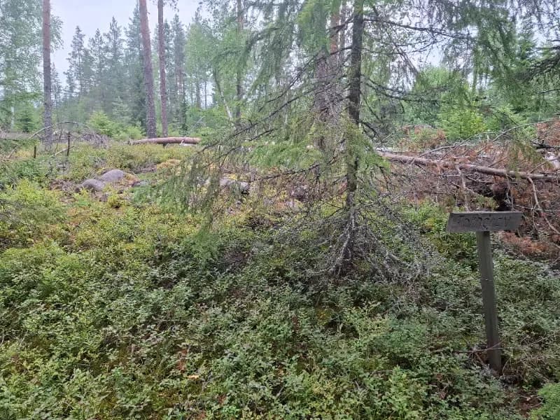 Esse-Flatbacken, skogsbilväg