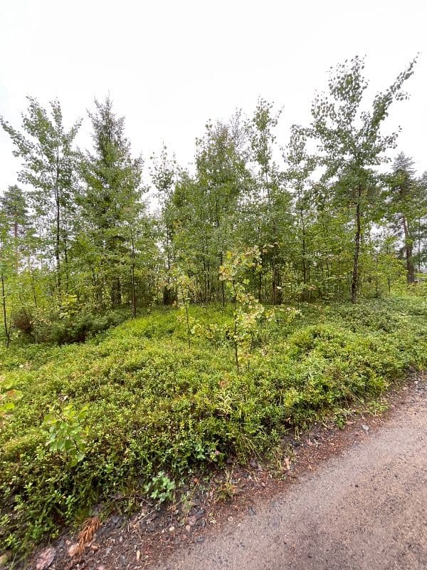 @Fitsku