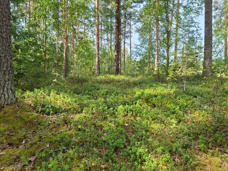 Pohjanpäänlahden suu