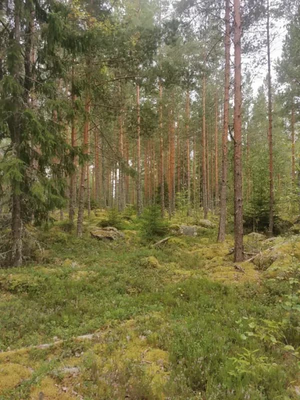 @Kattivaara