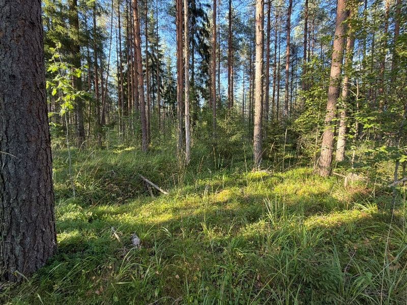 Kumpula