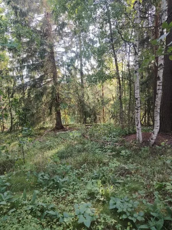 Lamminmäki 1