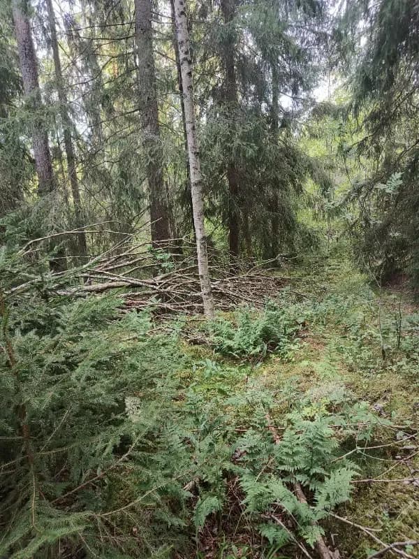 Lamminmäki 2