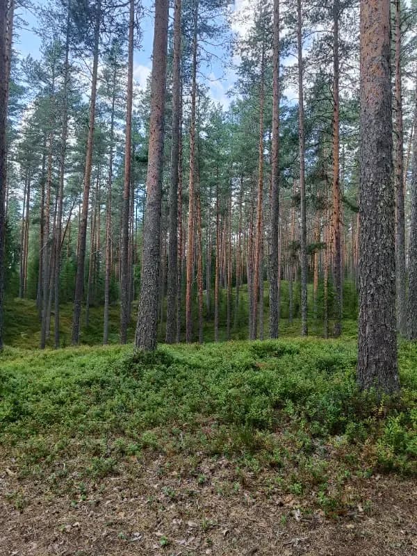 @Kulkija8495