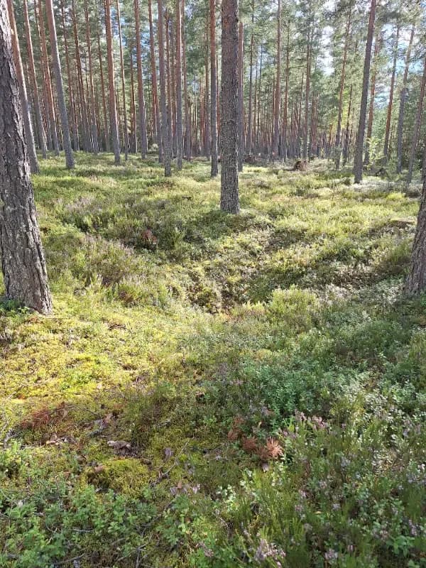 Jukosenkallio