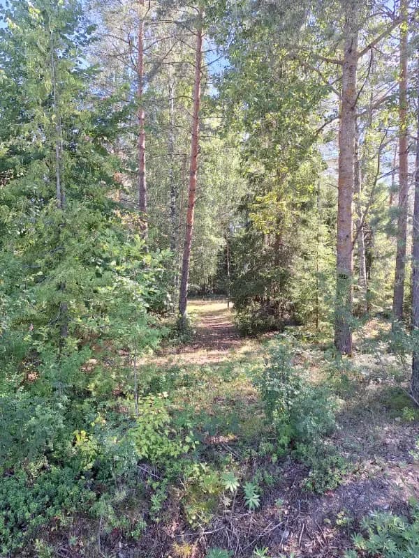 Mäkipelto
