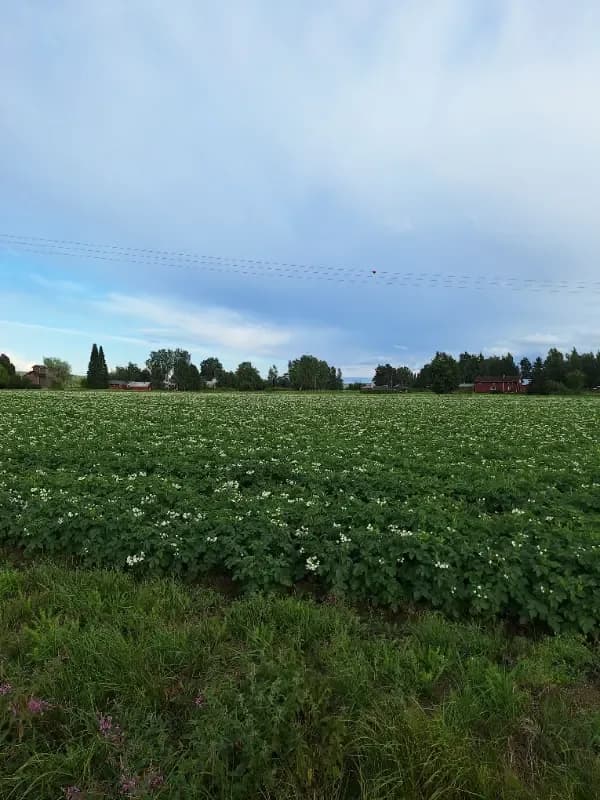 Riihelä