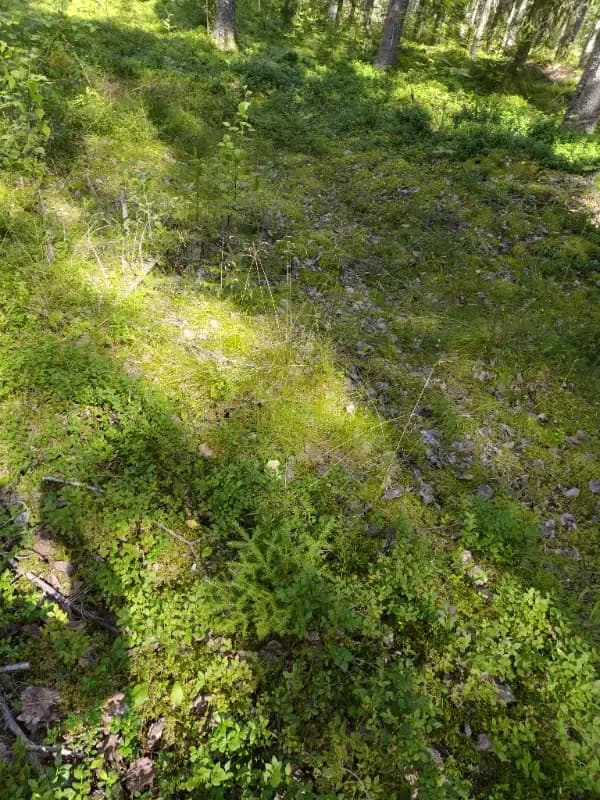 Mäntyrinne 2
