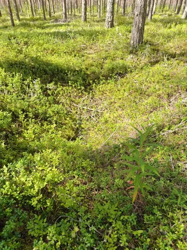 Mäntyrinne 1
