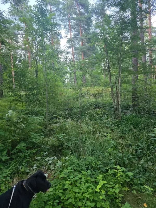 @kuivate