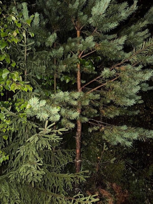 Kettupetäikkö