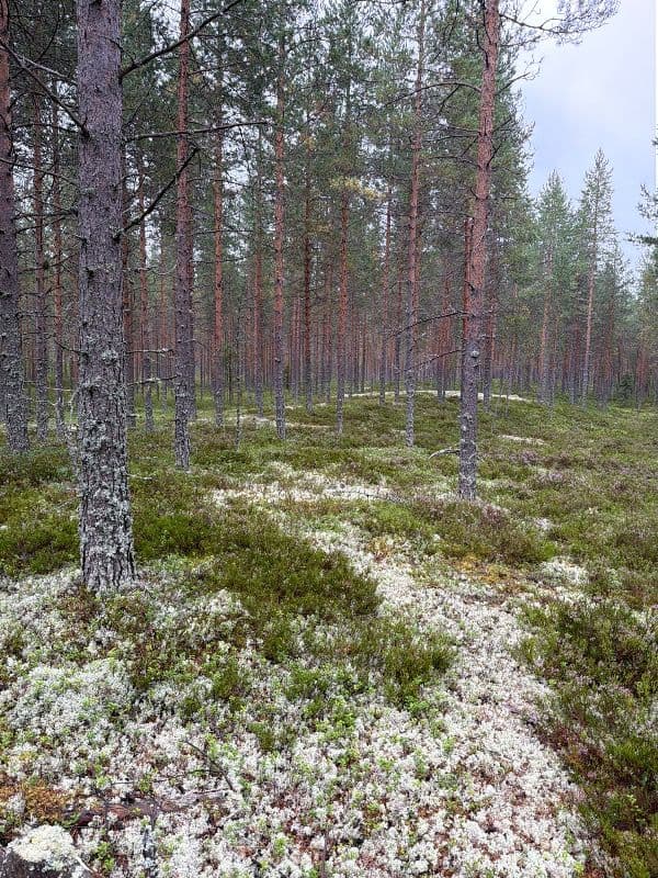 Pykälämaankangas 2