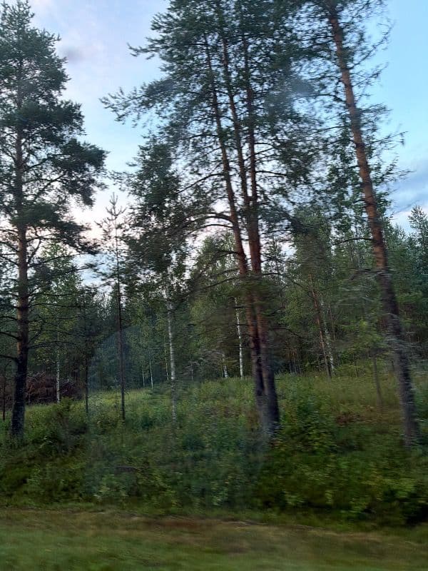 Mäntylä
