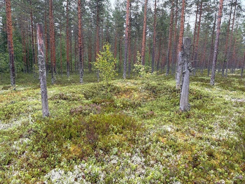 Pykälämaankangas 1