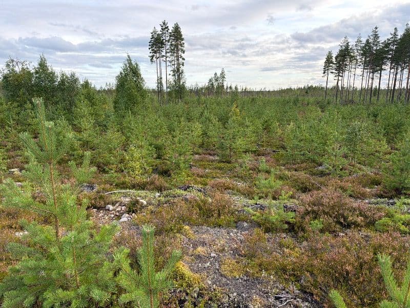 Pitkäkangas 5