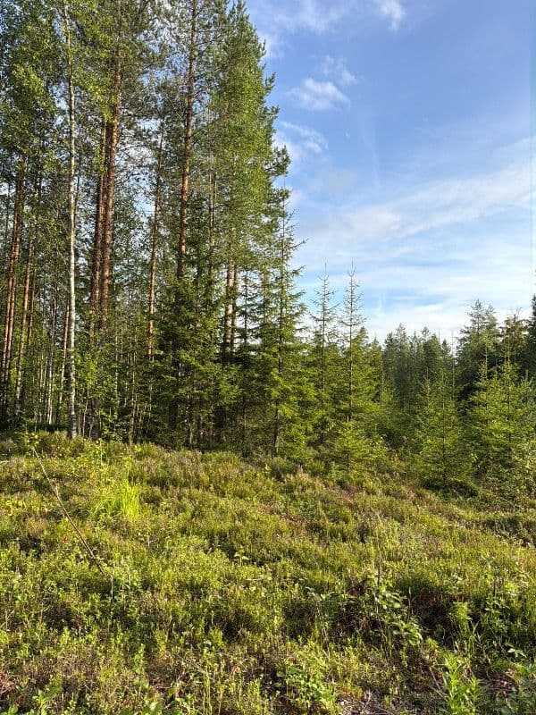 Ruuhikankaannokka
