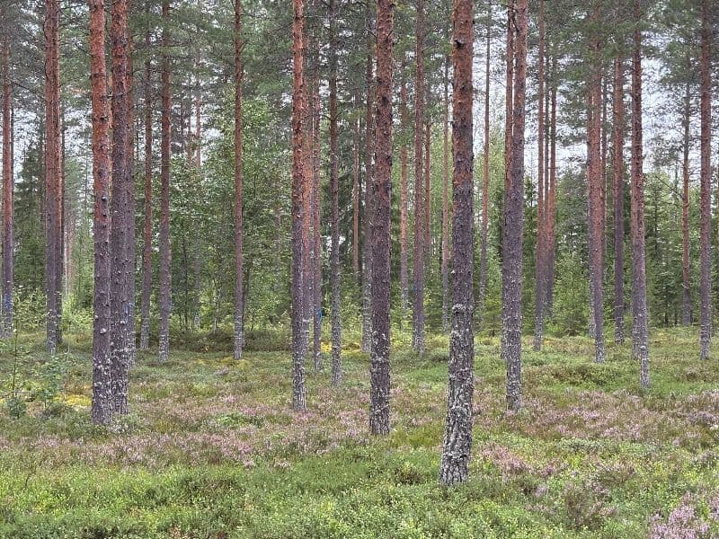 Hangaskangas 3