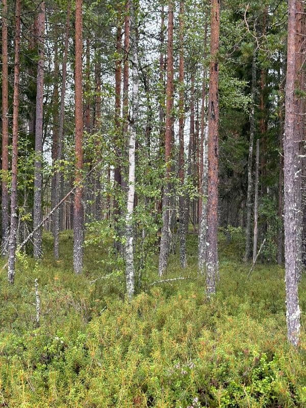 Hangaskangas 5